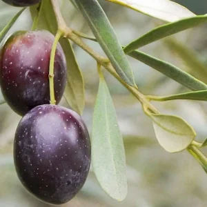 نهال زیتون کنسروالیا یونانی + بررسی ویژگی‌های نهال مناسب کاشت