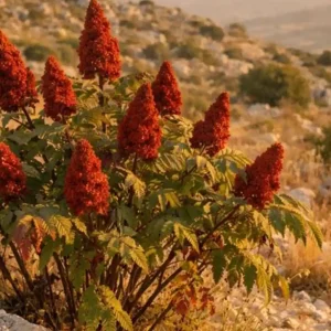نهال سماق قهوه‌ای دیم + بررسی ویژگی‌های نهال مناسب کاشت