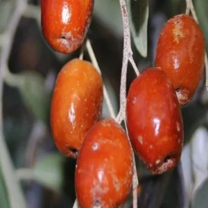 نهال سنجد حاج حسینی + بررسی ویژگی‌های نهال مناسب کاشت