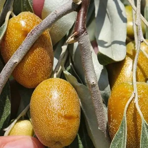 نهال سنجد گلدانی + بررسی ویژگی‌های نهال مناسب کاشت