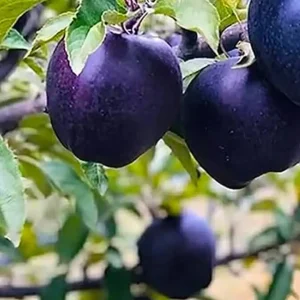 نهال سیب بلک دایموند + بررسی ویژگی ظاهری میوه کمیاب و تیره‌رنگ