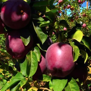 نهال سیب جرومین + بررسی محل پیوند و رشد مناسب نهال