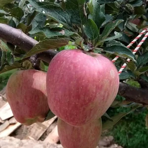 نهال سیب گلاب کهنز پیش رس + نمایش میوه‌های خوش‌عطر و رسیده روی درخت