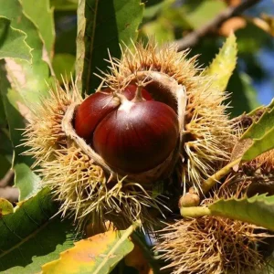 نهال شاه بلوط اروپایی + بررسی میوه و پوشش خاردار درخت