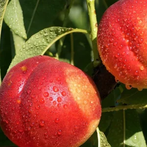 نهال شلیل فرانسوی کیوتا + بررسی رشد و باردهی درخت