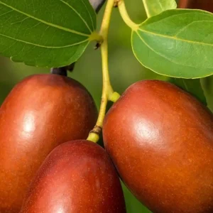 نهال عناب اوکراینی + انتخاب نهال سالم برای احداث باغ