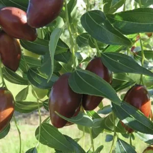 نهال عناب خرمایی + بررسی ویژگی‌های نهال مناسب کاشت