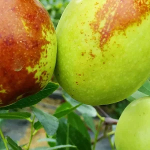 نهال عناب سیبی + بررسی ویژگی‌های نهال مناسب کاشت