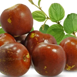 نهال عناب گردویی + بررسی ویژگی‌های نهال مناسب کاشت