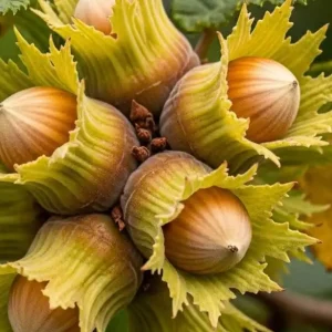 نهال فندق دوکورتارد + نمای درخت سالم و خوشه‌های میوه در باغ
