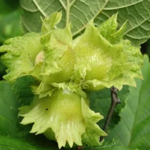نهال فندق سیبری + نمای برگ، شاخه و خوشه‌های میوه در شرایط باغ