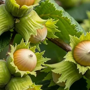 نهال فندق قزوین اصلاح شده + نمایش رشد درخت و میوه‌های متوسط رقم قزوین
