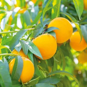 نهال هلو زعفرانی + نمایش میوه‌های رسیده ارقام پیش رس و دیررس