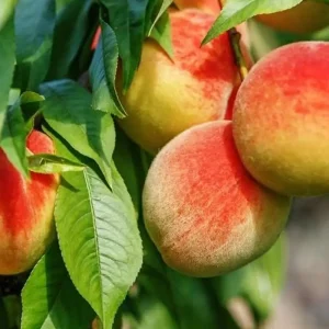 نهال هلو فرانسوی پیش رس + بررسی رشد، میوه و زمان برداشت