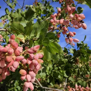 نهال پسته خوشه‌ای پربار + نمای درخت سالم و شاخه‌های بارده