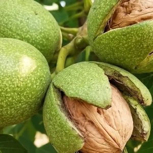 نهال گردو تویسرکان شناسنامه‌دار + نمایش نهال سالم و مشخصات رقم