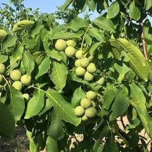 نهال گردو خوشه‌ای پربار + نمایش خوشه‌های پرمیوه و نهال سالم