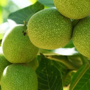نهال گردو فرنور پیوندی فرانسوی + نمایش رشد بهاره دیرهنگام در باغ