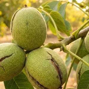 نهال گردو هارتلی اصل آمریکا + نمایش نهال سالم و رقم آمریکایی