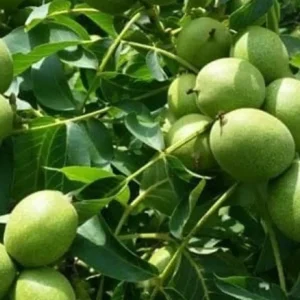 نهال گردو پرشین اصلاح شده + نمایش نهال سالم و باکیفیت