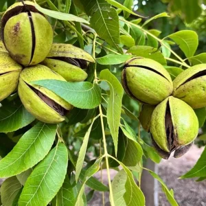 نهال گردو پکان گرمسیری + نمایش نهال سالم مناسب اقلیم گرم