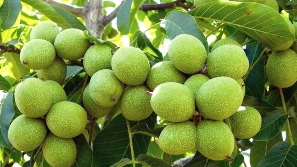 نهال گردو ژنوتیپ برتر + بررسی سلامت ریشه و محل پیوند نهال