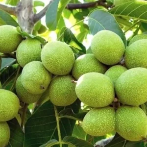 نهال گردو ژنوتیپ برتر + بررسی سلامت ریشه و محل پیوند نهال