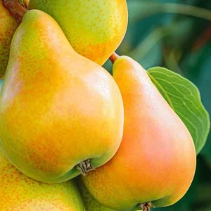 نهال گلابی اسپادانا + نمای درخت سالم و میوه‌های رقم ایتالیایی