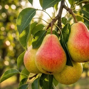 نهال گلابی انجو + نمای میوه‌های قرمز و سبز در باغ