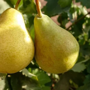 نهال گلابی بیروتی + نمای نهال پیوندی سالم و شاخه‌های بارده