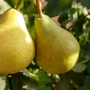نهال گلابی درگزی شناسنامه‌دار + بررسی مقاومت رقم در برابر بیماری آتشک