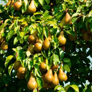 نهال گلابی گلدانی ریشه پر + نمایش توده ریشه سالم و توسعه‌یافته