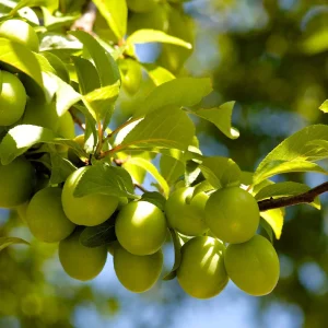 نهال گوجه سبز آذرشهر شناسنامه‌دار + بررسی ویژگی‌های نهال مناسب کاشت