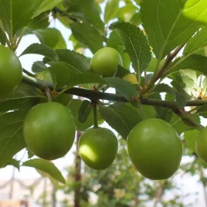 نهال گوجه سبز برغان اصل کرج + انتخاب نهال سالم برای احداث باغ