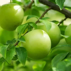 نهال گوجه سبز شهریار پیوندی + انتخاب نهال سالم برای احداث باغ