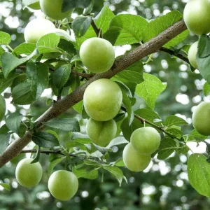 نهال گوجه سبز مراغه پربار + انتخاب نهال سالم برای احداث باغ