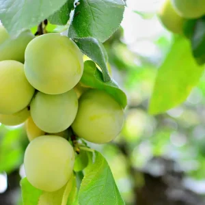 نهال گوجه سبز پایه رویشی + انتخاب نهال سالم برای احداث باغ