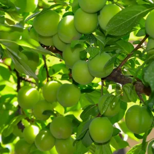 نهال گوجه سبز کشت بافت تضمینی + انتخاب نهال سالم برای احداث باغ