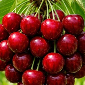 نهال گیلاس خوشه‌ای پرمحصول + بررسی ویژگی‌های رشد و باردهی