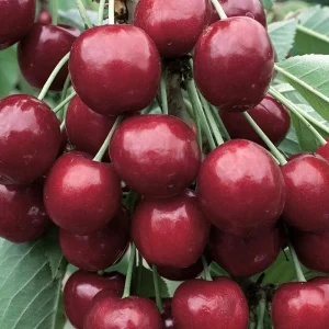 نهال گیلاس لاپینز خودگرده‌افشان + بررسی ویژگی‌های رشد و باردهی