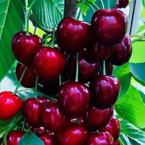 نهال گیلاس پایه ماکزیما ۱۴ + بررسی رشد و باردهی درخت