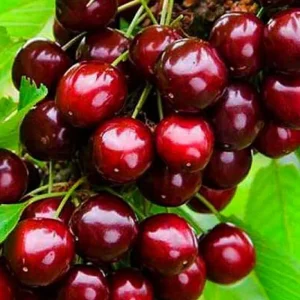 نهال گیلاس پایه گیزلا ۵ و ۶ پاکوتاه + بررسی ویژگی‌های رشد و باردهی
