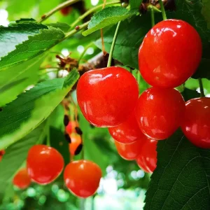 نهال گیلاس ژاپنی زینتی و خوراکی + بررسی ویژگی‌های درخت و میوه