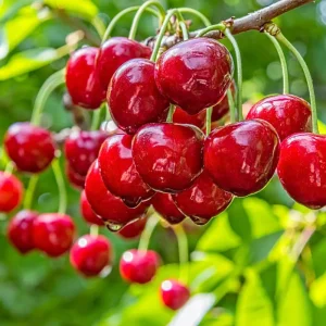 نهال گیلاس کشت بافت آزمایشگاهی + بررسی شرایط کاشت و انتقال
