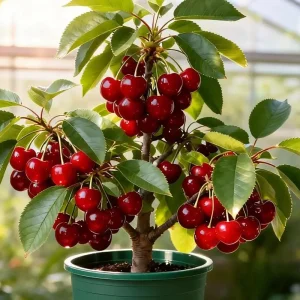 نهال گیلاس گلدانی ریشه فعال + بررسی رشد و انتقال به زمین