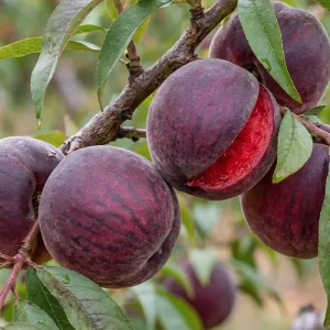 هلو انجیری خونی پیوندی + بررسی رنگ گوشت و کیفیت میوه